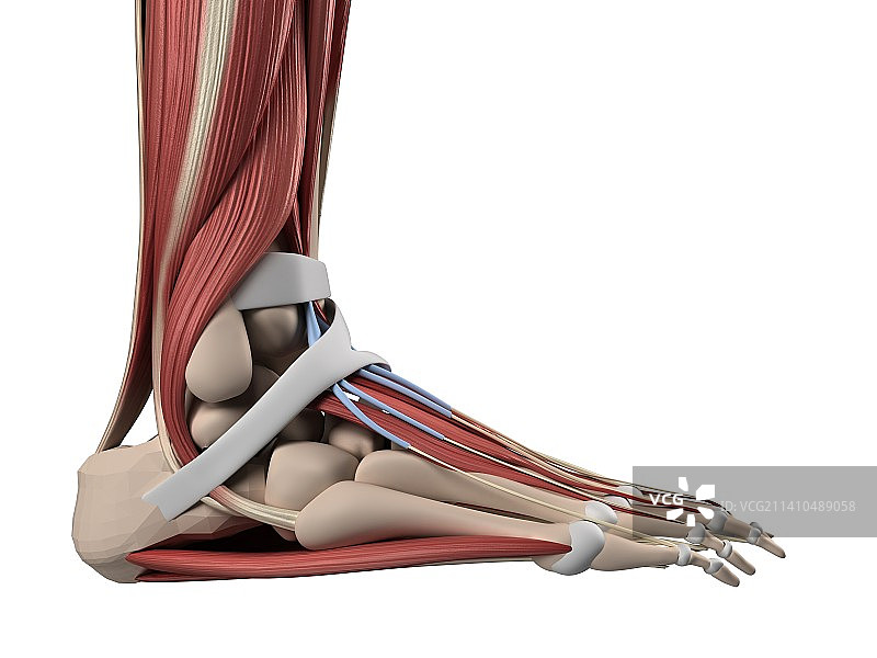 人的足部解剖结构艺术图图片素材