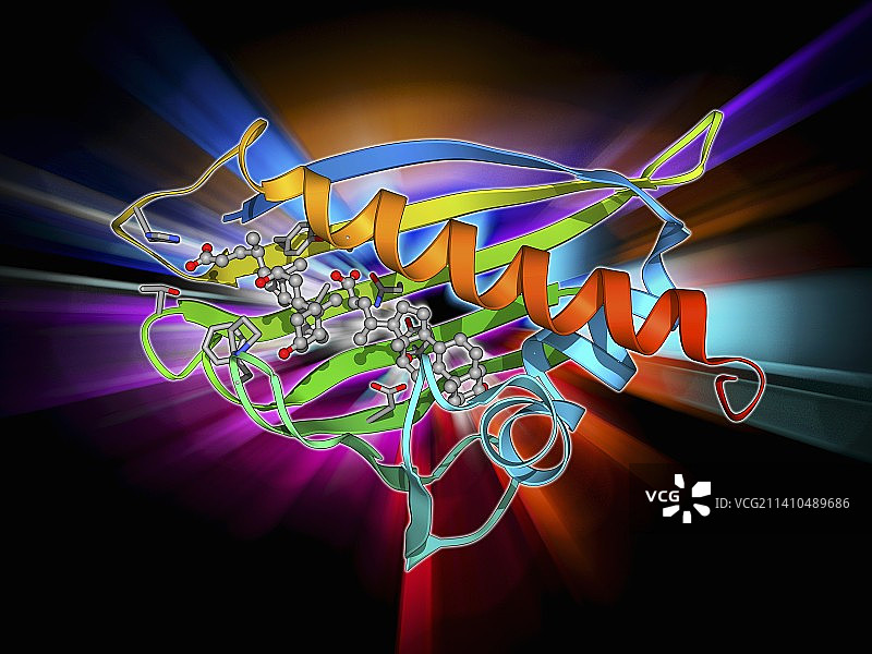桦树花粉过敏原图片素材
