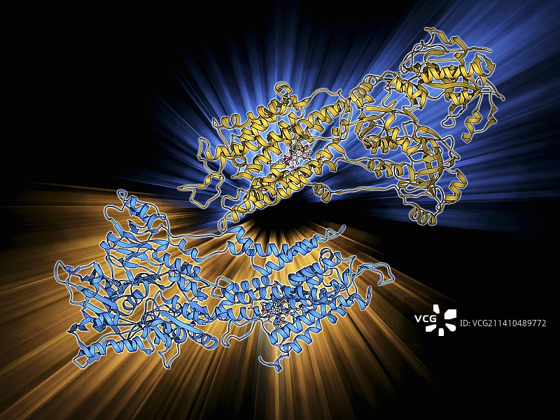 钙泵浦ATP酶肌肉酶图片素材