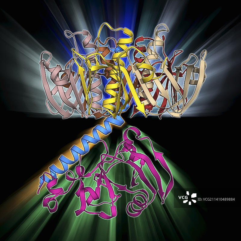 大肠杆菌耐热肠毒素图片素材