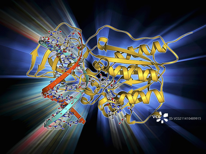甲基转移酶与DNA图片素材