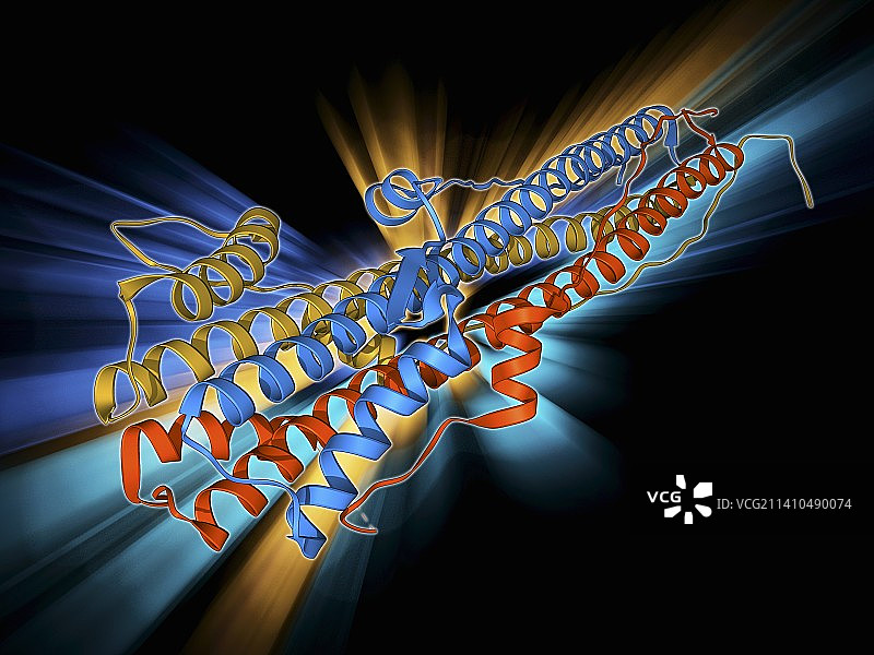 血凝素蛋白亚基图片素材