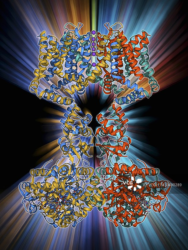 电压门控钾离子通道图片素材