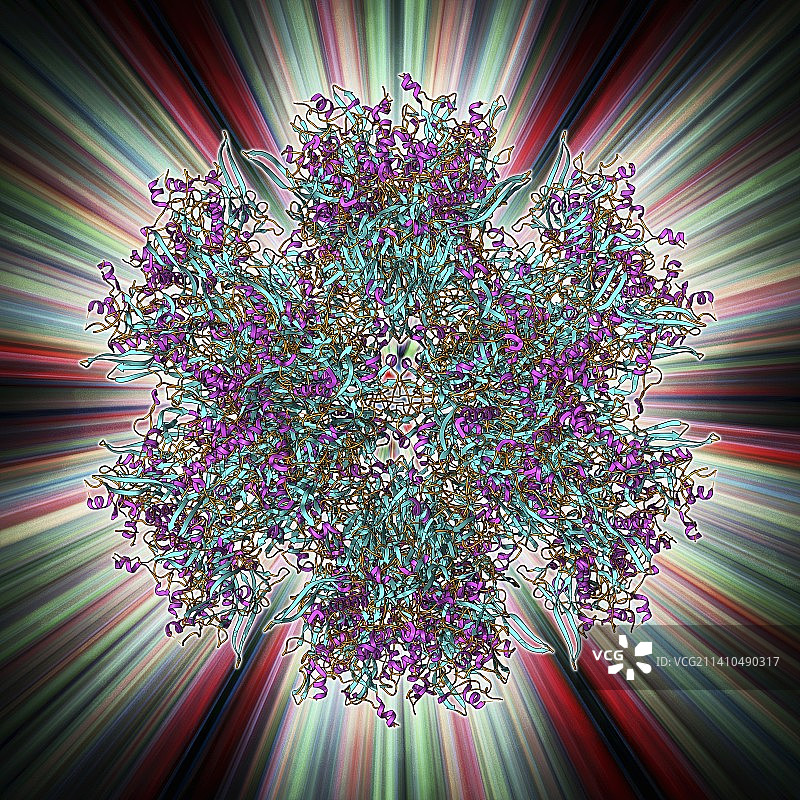 腺病毒五邻体碱基蛋白图片素材