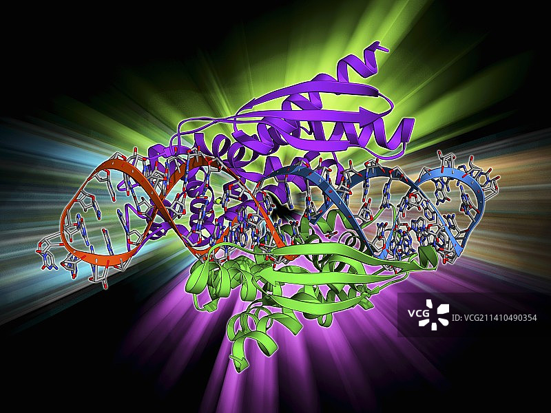 双链RNA-核糖核酸酶III图片素材