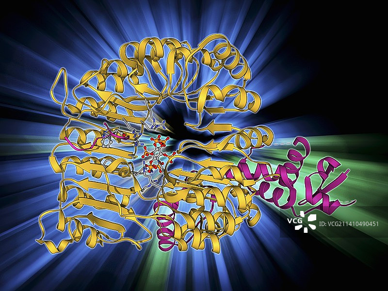 转运抑制剂反应蛋白1图片素材