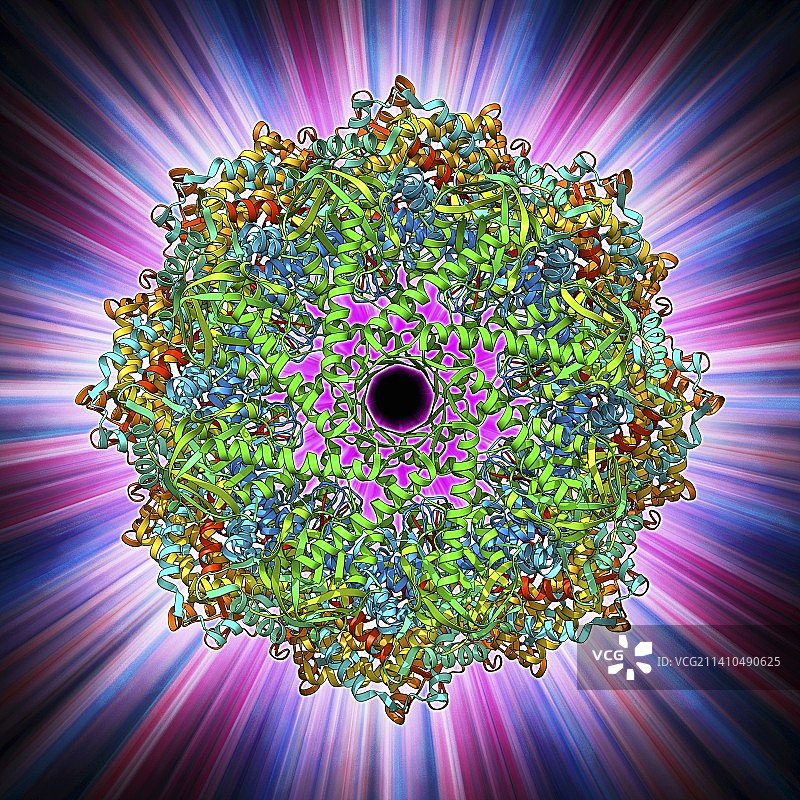 伴侣蛋白图片素材