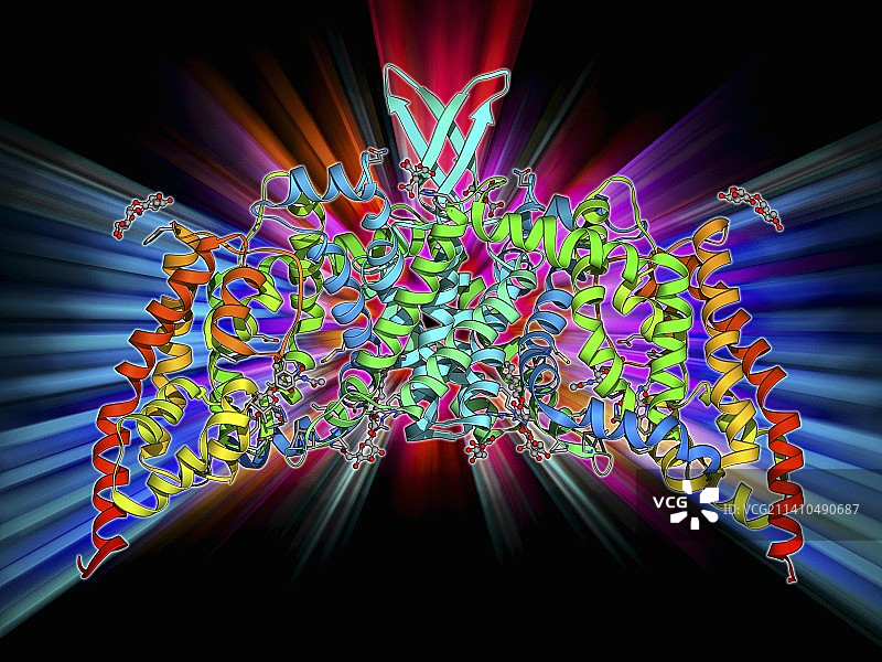 糖类转运蛋白图片素材