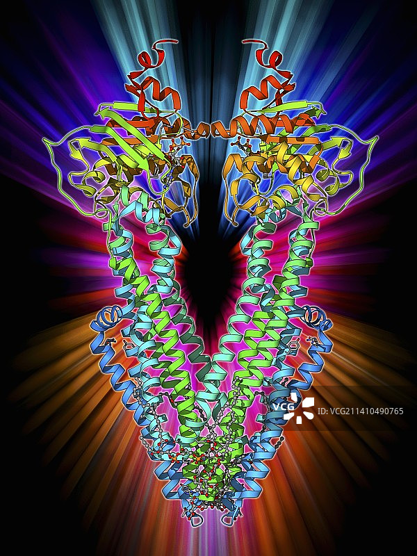 ATP结合盒转运蛋白图片素材