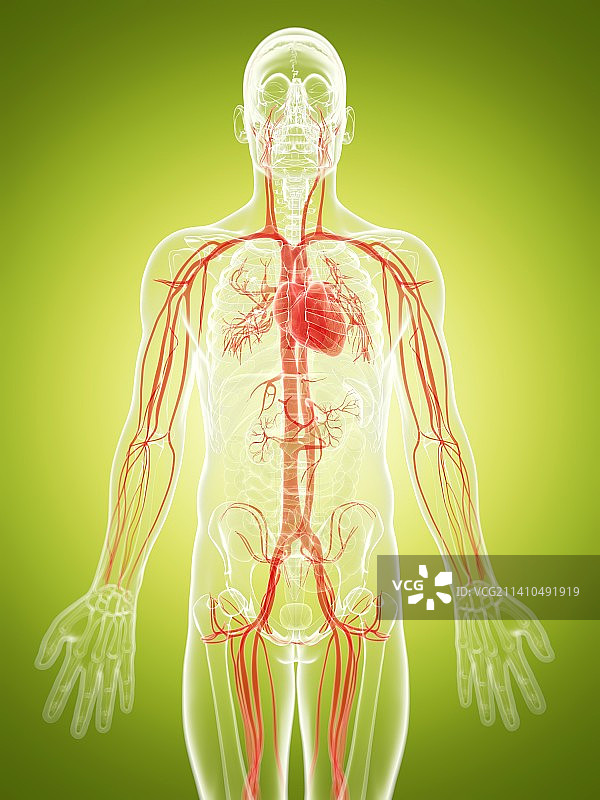 人体血管系统，艺术品图片素材