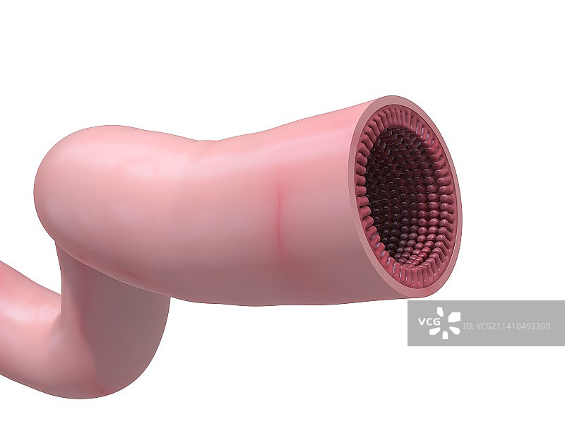 人类小肠艺术图图片素材