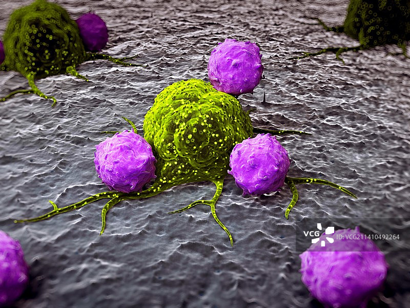 癌症的免疫反应（医学插图）图片素材