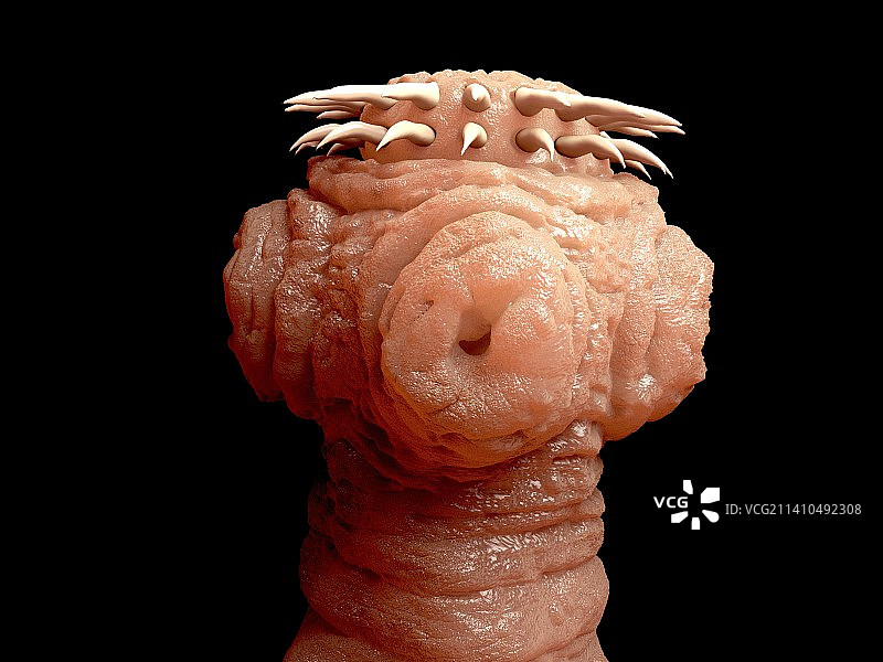 绦虫艺术品图片素材