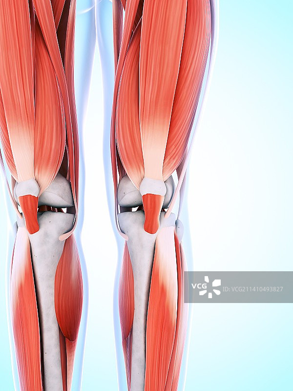 人体腿部和膝部肌肉结构图图片素材