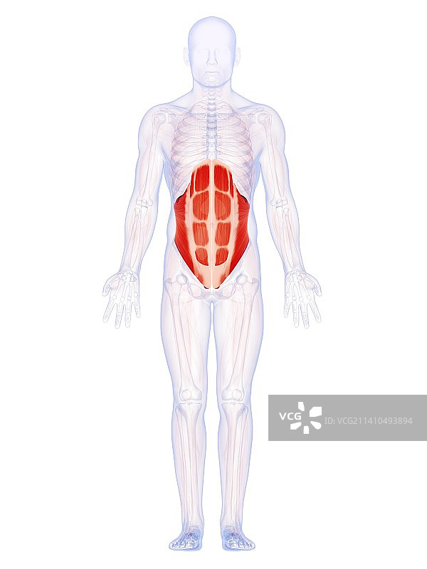 人类腹部肌肉，艺术作品图片素材