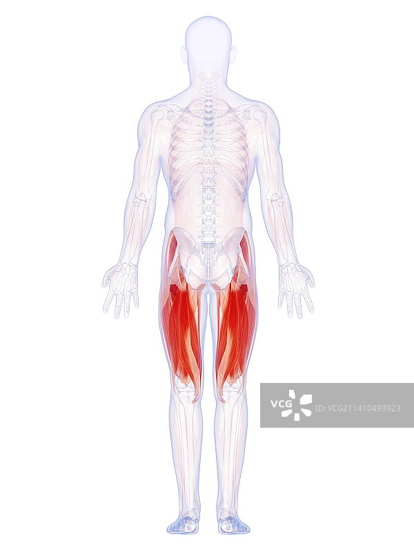 人类大腿肌肉艺术图图片素材