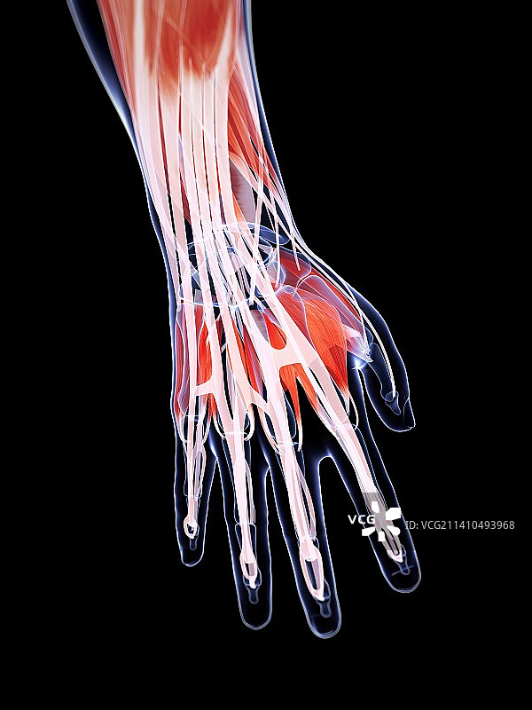 男性肌肉组织，艺术品图片素材