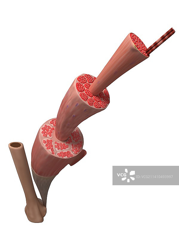 人肌肉纤维图片素材