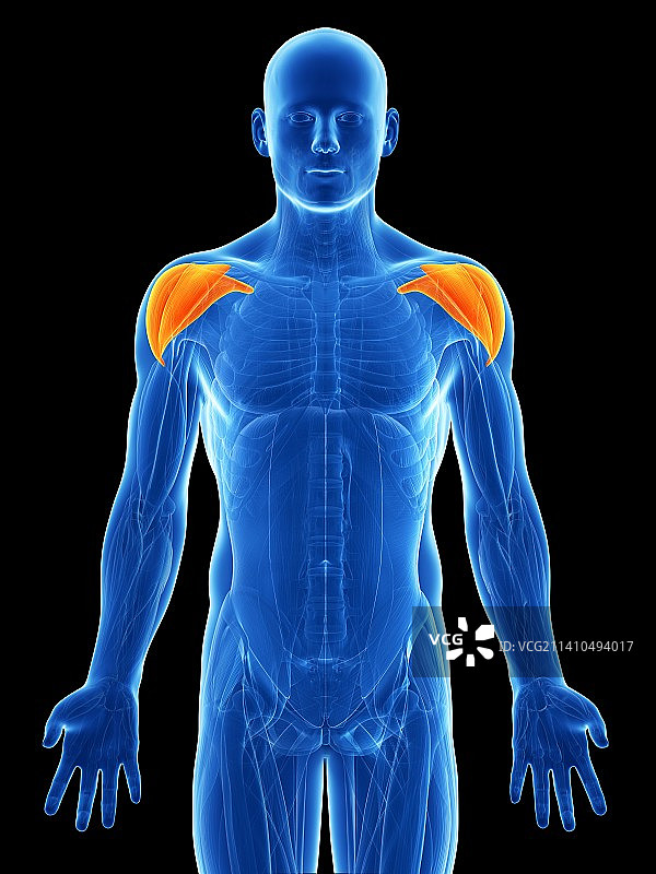 人类肩部肌肉图片素材