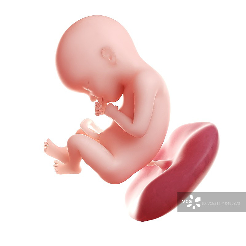 22周胎儿医学插图图片素材