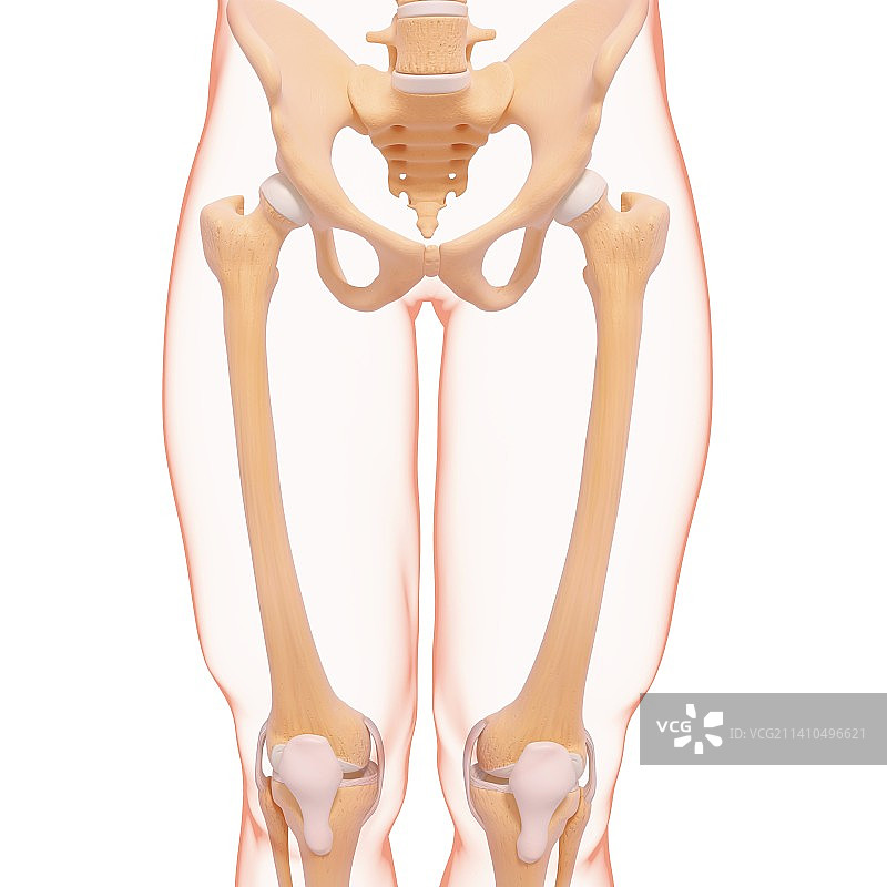 人体骨盆结构图图片素材