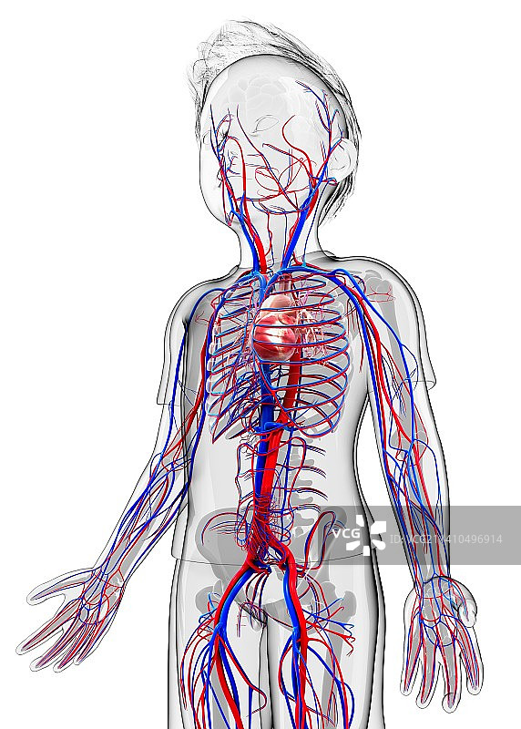 人类心血管系统，艺术品图片素材