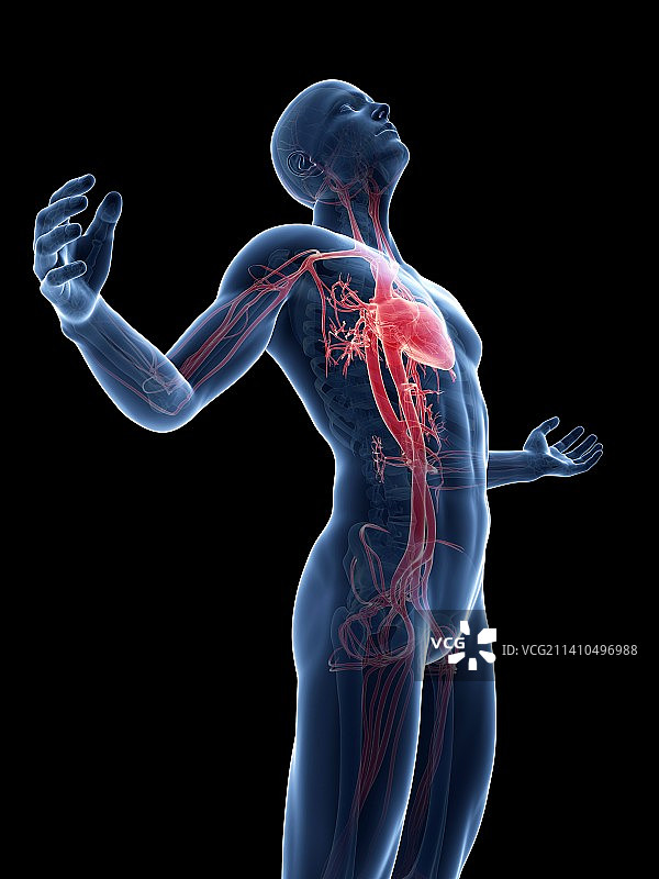 人体血管系统，艺术品图片素材