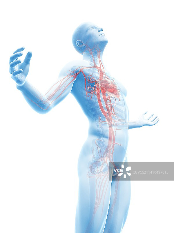 人体血管系统，艺术品图片素材