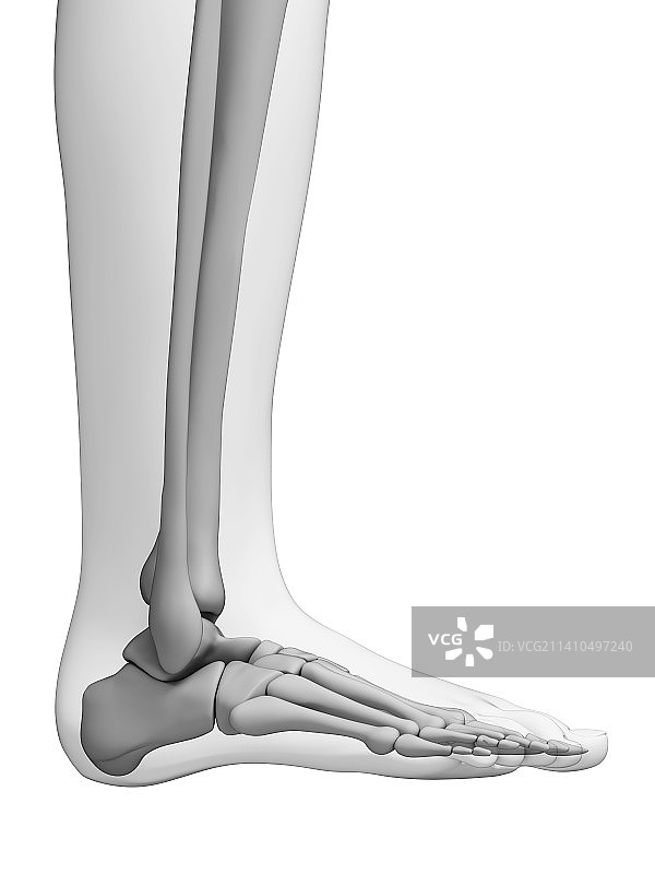人类足骨艺术图图片素材