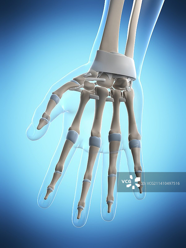 手部韧带结构图图片素材