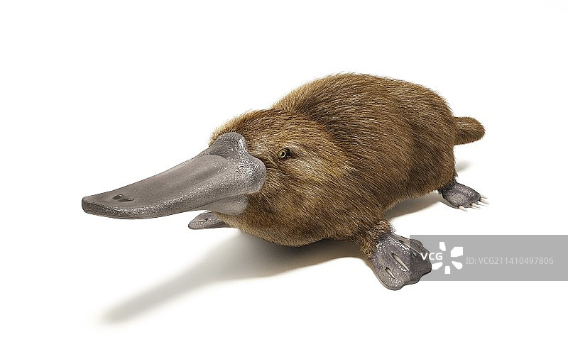 鸭嘴兽插画图片素材