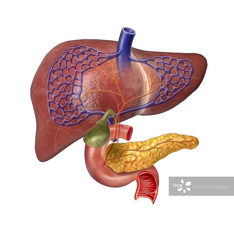 人体肝脏艺术作品图片素材