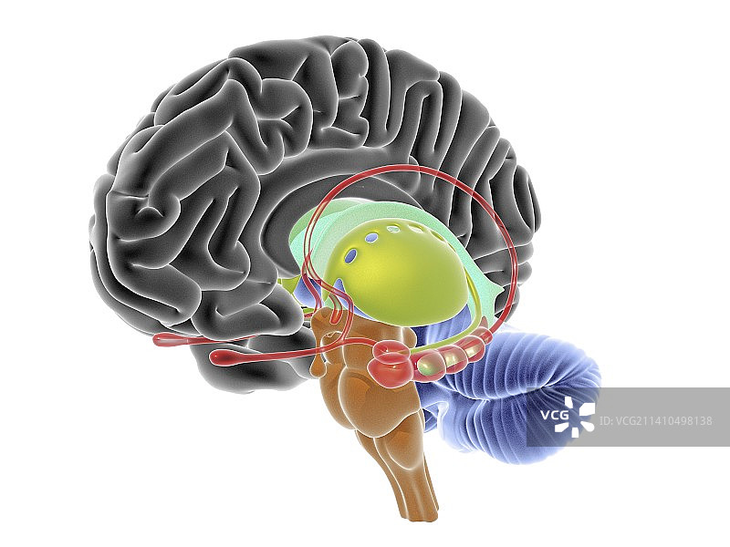 大脑切片图图片素材