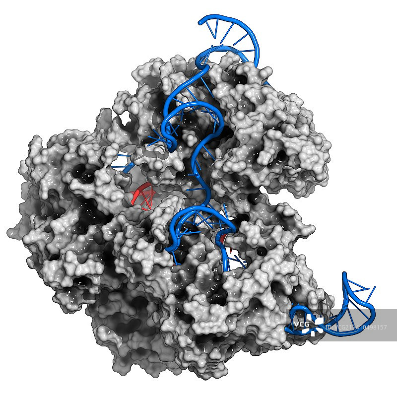 CRISPR-CAS9基因编辑复合物图片素材