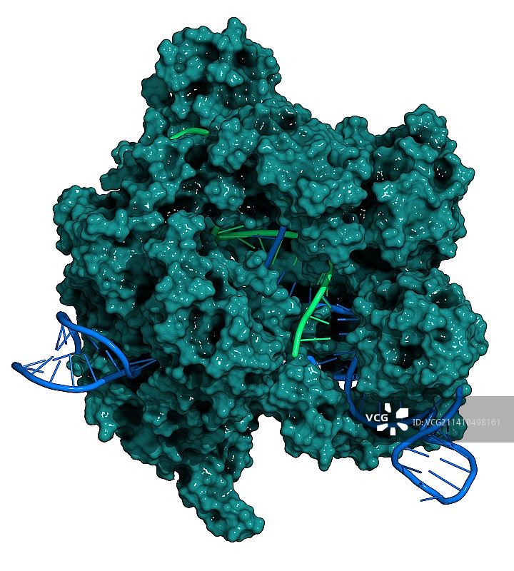 CRISPR-CAS9基因编辑复合物图片素材