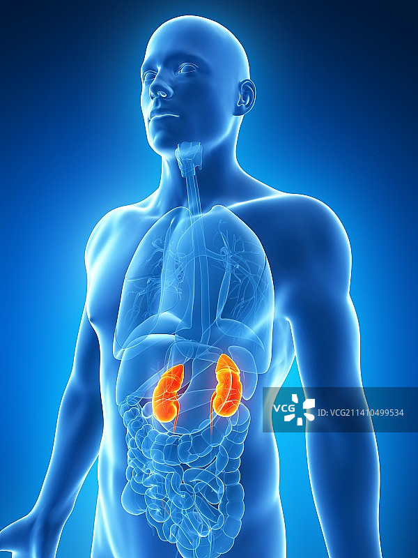 人体肾脏，插图，仅做科普示意。图片素材