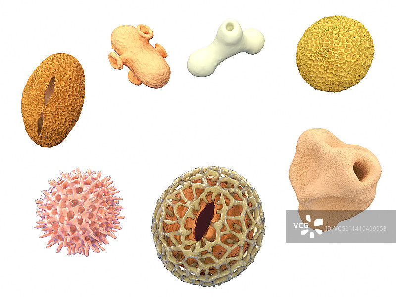 花粉颗粒，插图图片素材