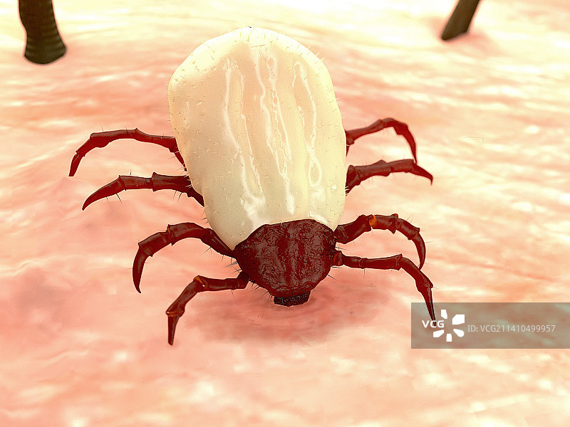 蜱虫吸食插画图片素材