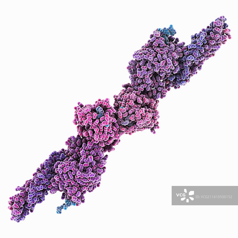 纤维蛋白分子模型图片素材