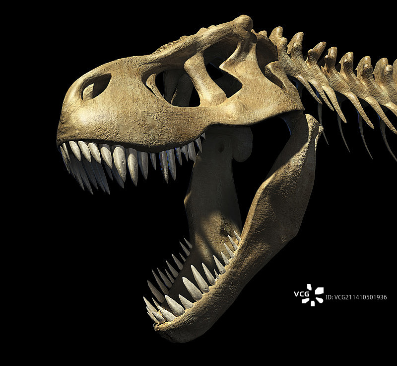 霸王龙骨骼插画图片素材