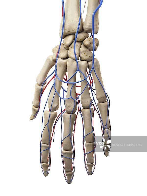 手部静脉和动脉，图示图片素材