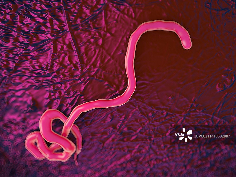 埃博拉病毒示意图图片素材