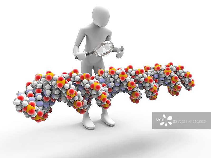 3D男人检查DNA链图片素材
