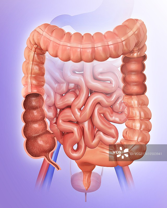 人体肠道插画图片素材