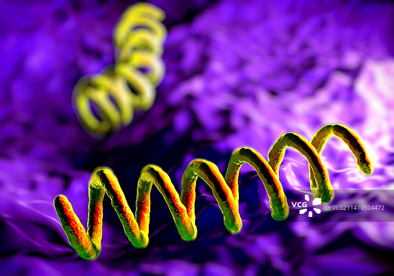 梅毒螺旋体细菌，图示图片素材