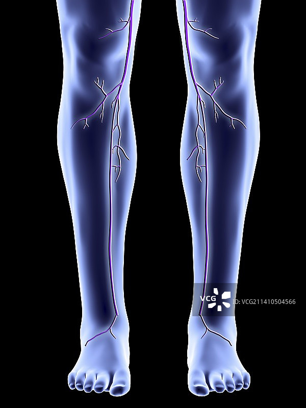 隐静脉腿部图片素材