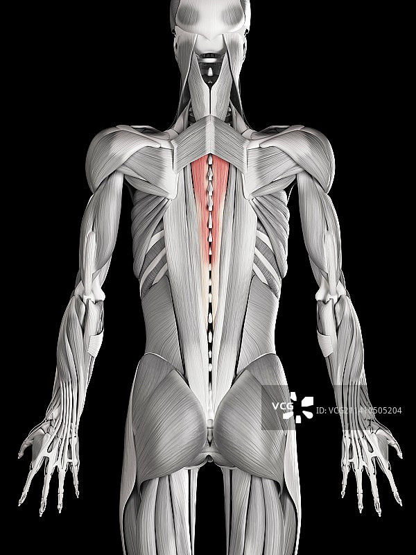 人类背部肌肉，图示图片素材