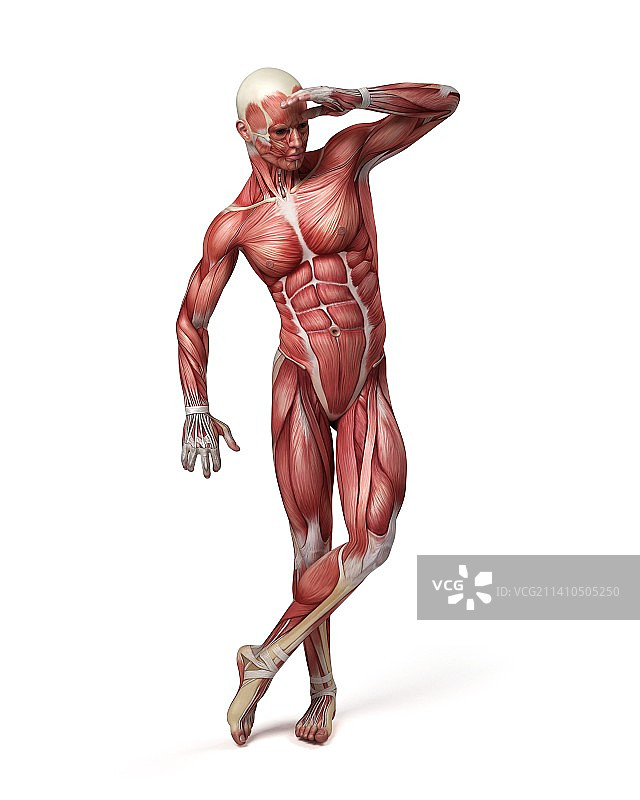 男性肌肉系统，插图图片素材
