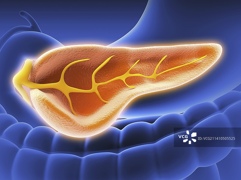 胰腺横截面，艺术作品图片素材