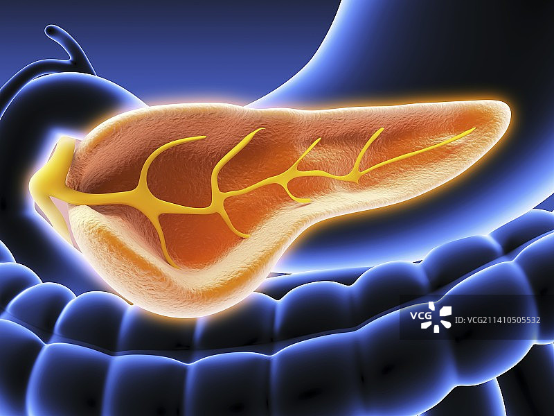 胰腺横截面，艺术作品图片素材